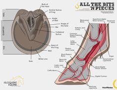 diagram of all the parts of an animal's foot