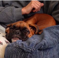 a brown dog laying on top of a person's lap next to a pillow