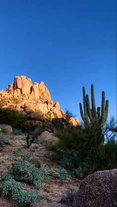 a cactus and some rocks under a blue sky