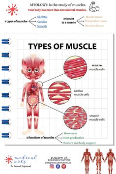 Myology is the study of muscles. 
More than 600 skeletal muscles make up the muscular system, and technically each one is an
organ—it is composed of skeletal muscle tissue, connective tissue, and nervous tissue.
Muscles perform three principal functions: 
(1) movement,
(2) heat production
(3) body support and maintenance of posture.
#myology #muscles #anatomy #physiology #physiotherapy #bodybuilding Muscular Tissue Notes, Muscular System Anatomy Notes, Nursing Survival Kit, Skeletal Muscle Tissue, The Muscular System Anatomy, Muscle Origin And Insertion Chart, Cardiac Muscle Cell, Muscular System Anatomy, Types Of Muscles