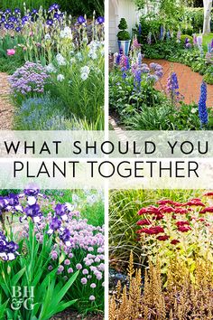 different types of flowers and plants with the words, what should you plant together?