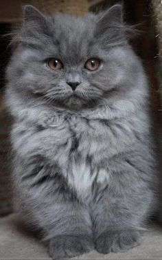 a fluffy gray cat sitting on top of a floor