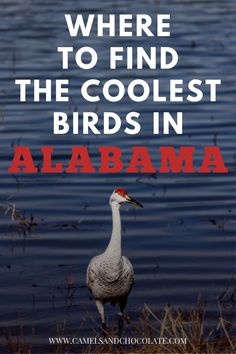 a bird standing on top of a body of water with the words where to find the coolest birds in alabama