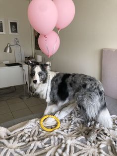 a dog standing on top of a bed next to pink balloons