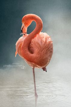 a pink flamingo standing in the water