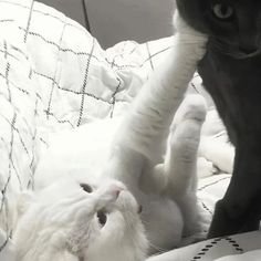 two cats are playing with each other on the bed while one cat looks at the camera