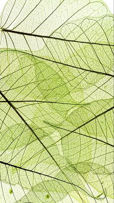 the underside of a green leaf on a white background