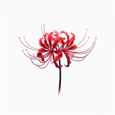 a red flower is shown against a white background