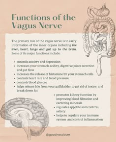 Vagas Nerve, Vagal Nerve, Polyvagal Theory, Brain Nervous System, Blood Pressure Control, Digestive Juice