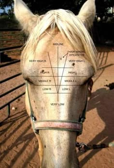 a close up of a horse's face with the names of its parts on it