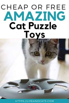 a cat looking at a toy on the floor with text overlay reading cheap or free amazing cat puzzle toys