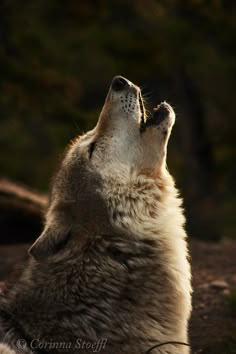 a wolf is looking up at the sky