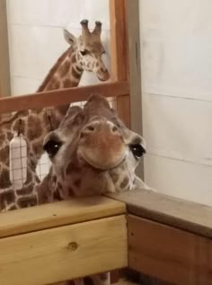 two giraffes standing next to each other behind a fence