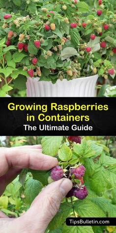 growing raspberries in containers the ultimate guide