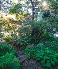 a lush green forest filled with lots of trees and plants next to a path in the woods