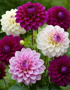 purple and white flowers with green leaves in the background