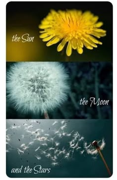 three different pictures with the words and images below them, one is dandelion