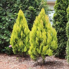 some very pretty green trees by some bushes