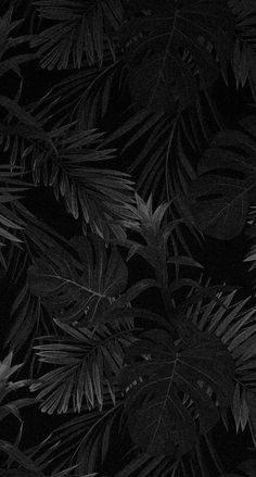 black and white photograph of leaves in the dark