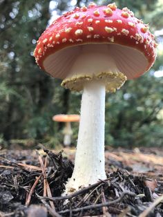 a red and white mushroom sitting on the ground in front of some trees with yellow sprinkles