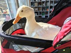 a white duck sitting in a red stroller