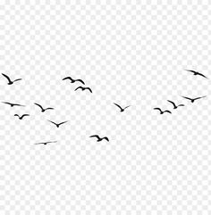 a flock of birds flying in the sky