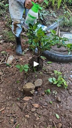 a man is watering plants in the dirt with a green bottle on his head and an empty tire behind him