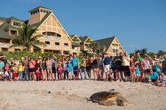 a large group of people watching a sea turtle on the beach in front of a hotel