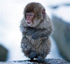 a small monkey sitting on top of a wooden log in the snow with its mouth open