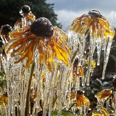 the sunflowers are covered in ice and water