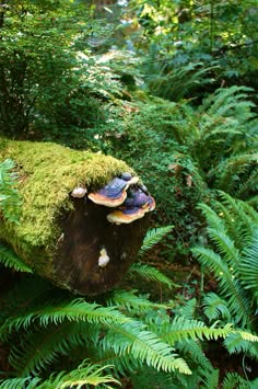 mushrooms growing on a tree stump in the middle of a fern covered forest with lots of green foliage