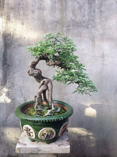 a bonsai tree is growing in a green pot