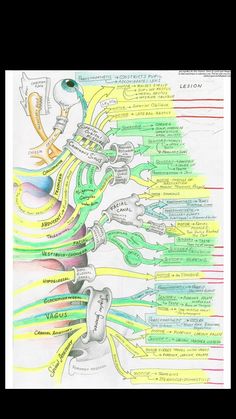 a diagram of the human nervous system with labels on each side and words in different languages