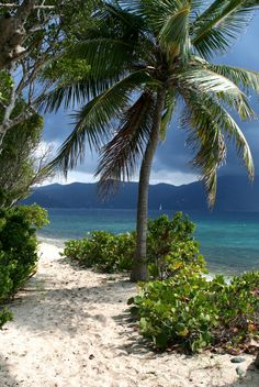 a palm tree sitting on top of a sandy beach