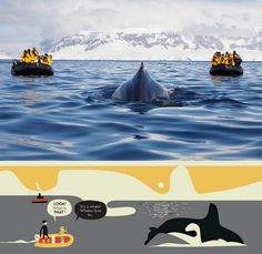 an image of people on rafts in the ocean with dolphins and orca whales