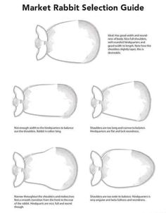 the diagram shows how to make a rabbit's head and tail with different angles