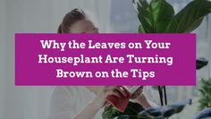 a woman sitting in front of a plant with the words why the leaves on your houseplant are turning brown on the tips