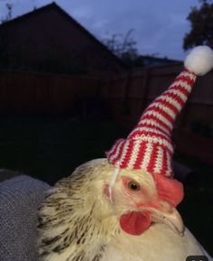 a close up of a chicken wearing a knitted hat