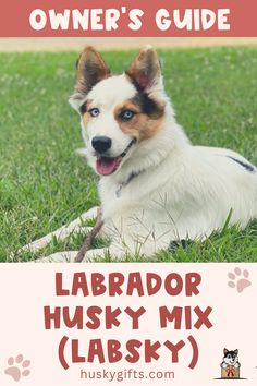 Labrador Husky Mix (Labsky): Owner’s Guide