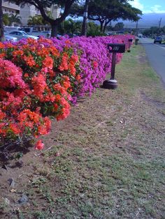 colorful flowers line the side of a road in front of a parking lot full of cars