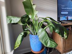 a blue potted plant sitting on top of a wooden table next to a tv