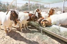 several goats are eating hay in their pen