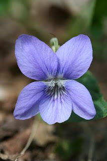 a small purple flower with green leaves in the background