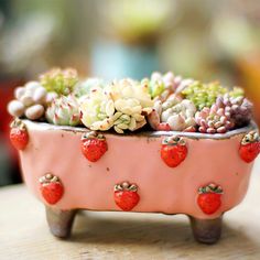 there is a small potted plant with strawberries on it