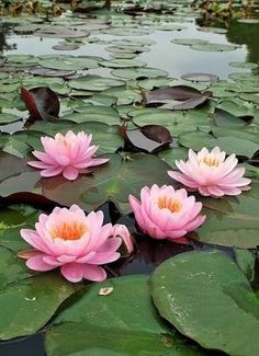 pink water lilies blooming in the pond