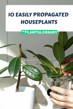 a person holding a plant with the words 10 easily propagated houseplants