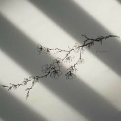 the shadow of a plant is cast on a white wall with long thin strips of light coming through it