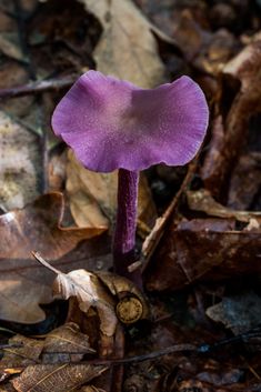 purple mushroom Mushroom Texture, Mushroom Mandala, Black Mushrooms, Purple Mushrooms, Purple Mushroom, Scenery Photography, Magic Mushroom