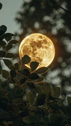 the full moon is seen through some leaves