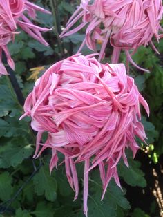 pink flowers with green leaves in the background